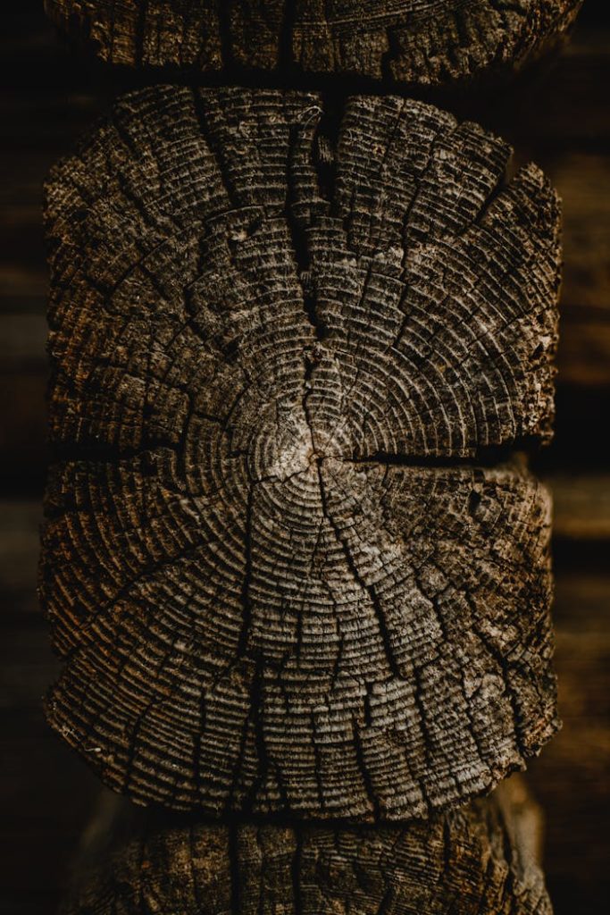 Close-up of tree trunks annual rings showcasing texture and age, Helsinki.