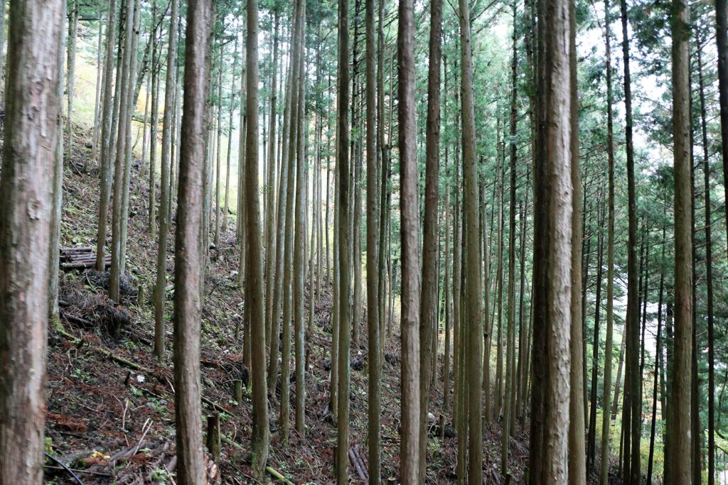 森が活きる　間伐された杉林