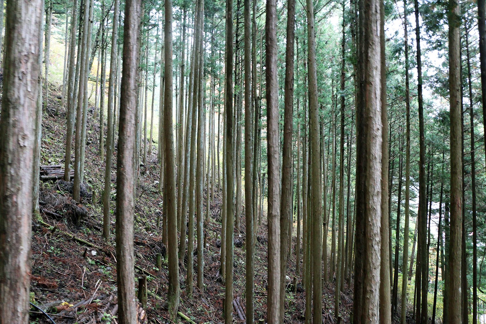 森が活きる 間伐された杉林